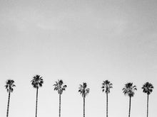 Load image into Gallery viewer, Palms Brie Lakin