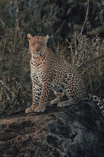 Load image into Gallery viewer, The Leader Garrett King