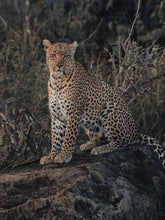 Load image into Gallery viewer, The Leader Garrett King