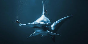 Diving With Mega Hammerhead Truth by Nature 