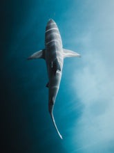 Load image into Gallery viewer, Electric Shark Phil de Glanville 