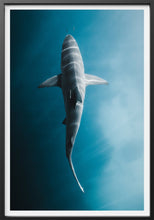 Load image into Gallery viewer, Electric Shark Phil de Glanville 