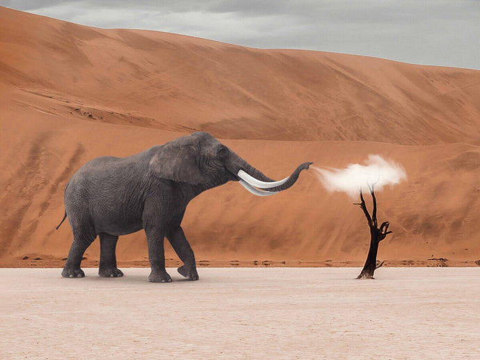 Elephant And Cloud Truth by Nature 