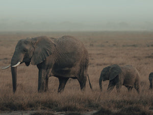 Family Strolls Garrett King 