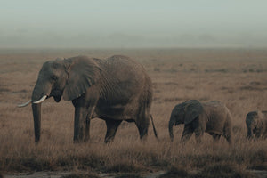 Family Strolls Garrett King 