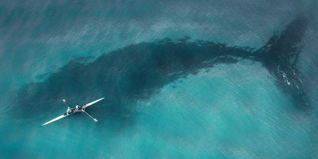 Kayak Whale Truth by Nature 