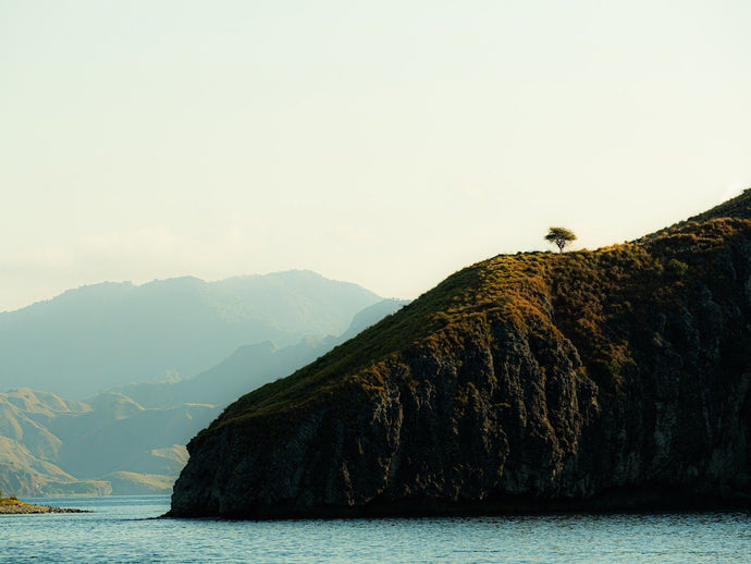 Lonely Wilder Mario Stefanelli 