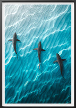 Load image into Gallery viewer, Shark Angle Phil de Glanville 